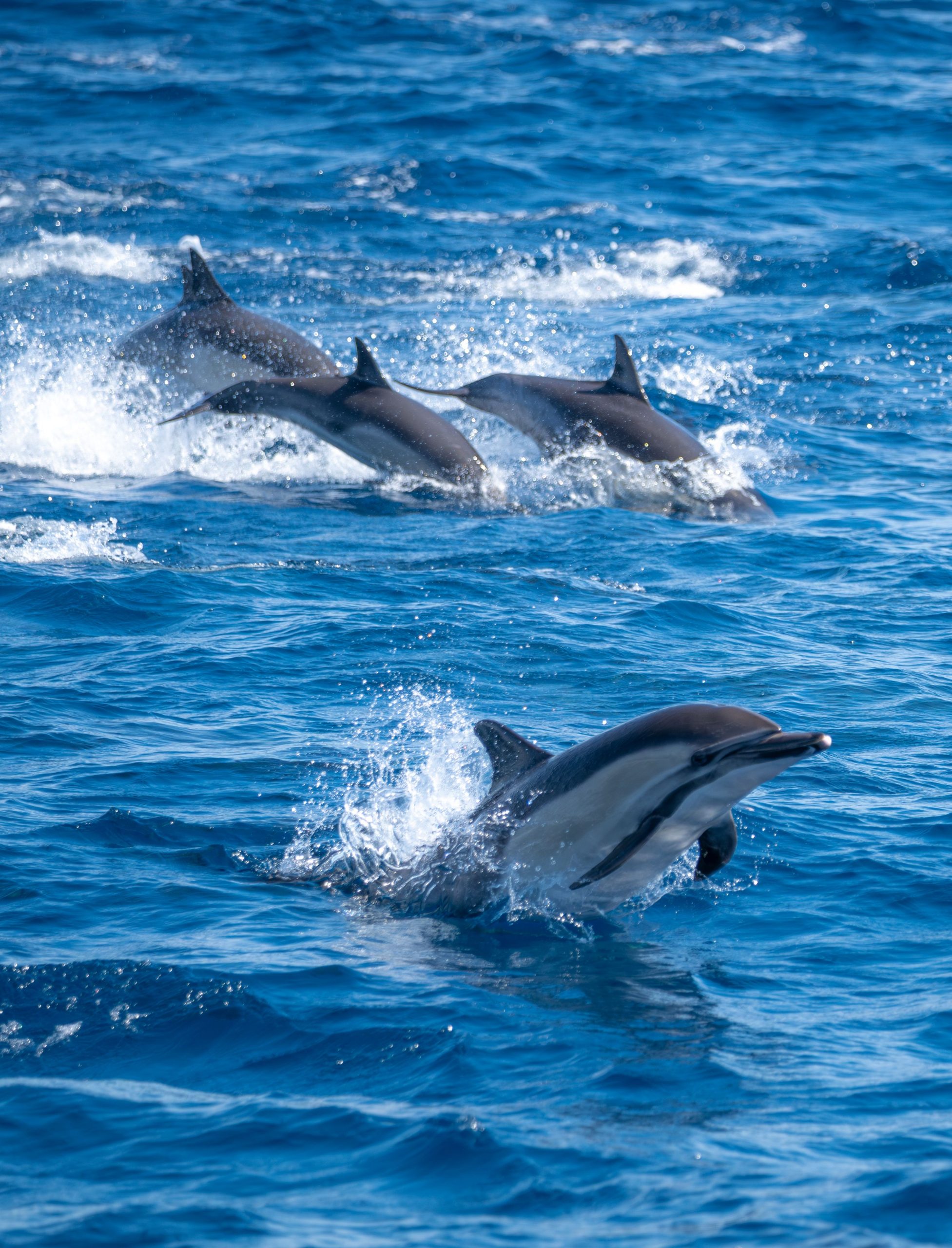 A dynamic group of dolphins leaping through the aqua blue waters of the Pacific Ocean near San Diego.